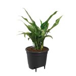 Elho pot  fleurs self - watering insert -  36 x h 35 cm - intrieur accessoires - 100% recycl - noir ...