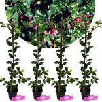 Ensemble de 4 plantes - ilex blue princess - pot 9 cm - feuillage bleu - vert - haie persistante
