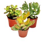 Arbre mon�taire 3 esp�ces diff�rentes de crassula en pot de 55cm