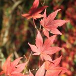 �rable du japon atropurpureum acer palmatum