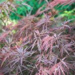 rable du japon dissectum garnet