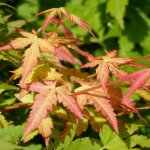�rable du japon little princess - acer palmatum little princess 40cm