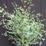 Eucalyptus gunni eucalyptus � feuilles rondes gommier cidre