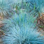 Ftuque bleue festuca glauca intense blue herbes de jardin  feuilles persistantes plante arbuste en ...