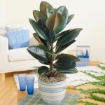 Ficus abidjan hévéa caoutchouc vente plante dintérieur de 30 à 40 cm pot inclus Ficus abidjan hévéa caoutchouc vente plante dintérieur de 30 à 40 cm pot inclus