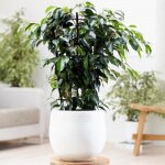 Ficus benjamina danielle ? figuier pleureur plante à feuilles persistantes plante en pot 30 - 40 cm Ficus benjamina danielle ? figuier pleureur plante à feuilles persistantes plante en pot 30 - 40 cm