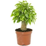 Ficus benjamina panach� kinky figuier pleureur plante de maison dint�rieur en pot 14 cm