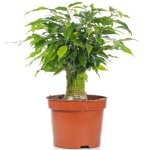 Ficus benjamina vert kinky figuier pleureur plante de maison dintérieur en pot 14 cm Ficus benjamina vert kinky figuier pleureur plante de maison dintérieur en pot 14 cm