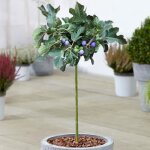 Ficus brown turkey figuier en pot  feuilles caduques pour petits jardins et bordures