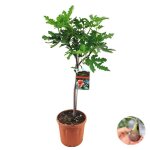 Ficus carica ? figuier ? arbre fruitier ? rustique - d21 cm - h80 - 90 cm