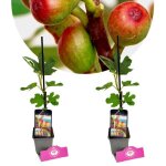 Ficus carica little miss figgy - pot 9cm 2 pcs