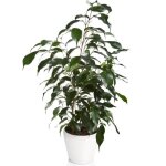 Ficus danielle plante d?intérieur en pot 30 - 40 cm vente de plantes de qualité cadeau Ficus danielle plante d?intérieur en pot 30 - 40 cm vente de plantes de qualité cadeau