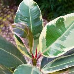 Ficus elastica tineke luxuriant ? arbre � caoutchouc meilleures plantes d?int�rieur en pot 30 - 40 cm ...