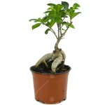 Ficus ginseng arbuste bonsa� plante verte d?int�rieur en pot 12 cm