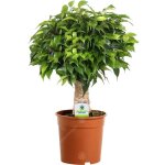 Ficus green kinky � tige claire - 1 plante - arbre vivant dint�rieur en pot pour maison - bureau