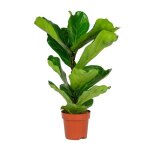 Ficus lyrata enfant - bloomique - plante dintrieur - diamtre 17 cm - hauteur 60 - 65 cm