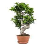 Ficus microcarpa ginseng en forme de s ? bonsa� ? plante dint�rieur ? d22 cm - h60 - 70 cm