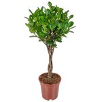 Ficus microcarpa moclame - plantes d?intérieur - dépolluante - hauteur 60 - 80 cm - pot 17 cm Ficus microcarpa moclame - plantes d?intérieur - dépolluante - hauteur 60 - 80 cm - pot 17 cm