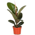 Ficus robusta luxuriant plante en pot 30 - 40 cm vente des meilleures plantes d?int�rieur