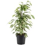 Ficus starlight figuier pleureur panaché plante pour maison ou bureau (30 - 40 cm en pot) Ficus starlight figuier pleureur panaché plante pour maison ou bureau (30 - 40 cm en pot)