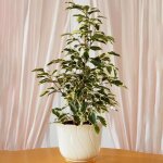 Ficus starlight meilleures plantes dint�rieur en cadeaux plante en maison en pot (30 - 40 cm avec pot) ...