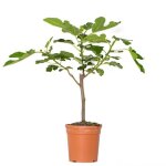 Figuier - bloomique - ficus carica - arbre fruitier - rustique - diam�tre 17 cm - hauteur 70 cm