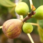 Figuier brown turkey - ficus carica brown turkey 50 / 60cm