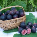 Figuier nain figality