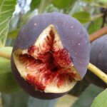 Figuier pastill�re (rouge de bordeaux) ficus carica