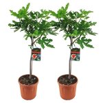 Lot de 2 - ficus carica ?brown turkey? - figuier - arbre fruitier - 80 - 100 cm de haut - pot 21 cm