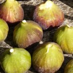 Figuier goutte dor ficus carica