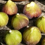 Figuier grise de saint jean