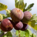 Figuier rouge de bordeaux - ficus carica rouge de bordeaux 50 / 60cm