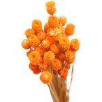 Fleurs artificielles bouquet s�ch�e bouquet naturel fleurs s�ches d�coration dans la table de vase floral ...