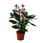 Fleur de flamant rose purple fiorino violet anthurium andreanum 14cm