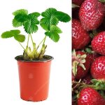 Fraisier red gauntlet (9 cm 10 plants) Fraisier red gauntlet (9 cm 10 plants)