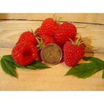 Framboisier idaeus sumo c 3 litres - fleur