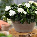 Gardenia jasminoides jasmin du cap plante dint�rieur odorante fournie dans pot 12 cm