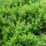 Gen�vrier rampant nana - juniperus procumbens nana 20 / 30cm pot 25l