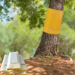 Glu arboricole pour arbre fruitier 25cm � 3m gel anti fourmis adh�sif attrape moucheron anneau de colle ...