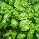 Graines de basilic grand vert - vilmorin