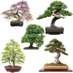 Graines de bonsai exotiques avec un taux de germination �lev� - set de graines de plantes pour votre ...