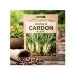 Graines de cardon blanc