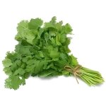 Graine de coriandre - barenbrug - aromatique - potager et verger Graine de coriandre - barenbrug - aromatique - potager et verger