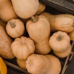 Graines de courge butternut sibelle - vilmorin