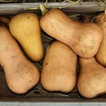 Graines de courge butternut waltham - vilmorin