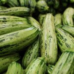 Graines de courgette verte non coureuse ditalie - sans traitement