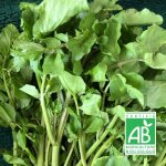 Graines de cresson de jardin - sans traitement Graines de cresson de jardin - sans traitement