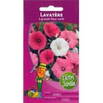 Graines de lavatre  grande fleur vari