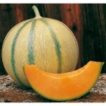 Graines de melon charentais - vari�t� traditionnelle - potager et verger - soleil